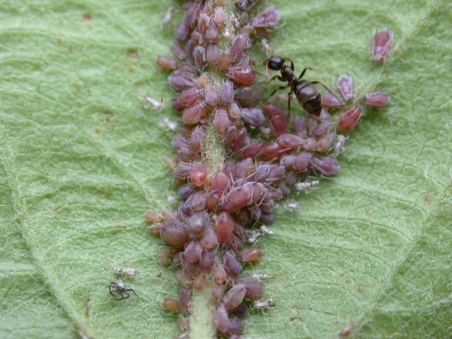 Mehlige Apfelblattlaus.JPG